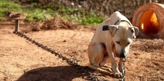 Nova lei do Rio de Janeiro proíbe manter animais acorrentados na cidade Nova lei do Rio de Janeiro proíbe manter animais acorrentados na cidade
