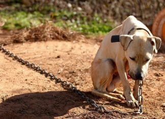 Nova lei do Rio de Janeiro proíbe manter animais acorrentados na cidade