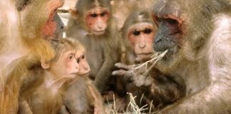China registra 1º óbito de humano causado por vírus raro de macaco
