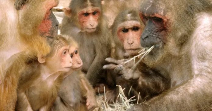 China registra 1º óbito de humano causado por vírus raro de macaco