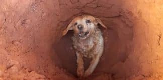 Cãozinho cai em buraco, fica preso e é resgatado pelos bombeiros em SP