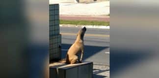 Cãozinho é abandonado em madrugada de intenso frio e passa a noite uivando de tristeza Cãozinho é abandonado em madrugada de intenso frio e passa a noite uivando de tristeza