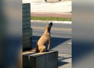 Cãozinho é abandonado em madrugada de intenso frio e passa a noite uivando de tristeza