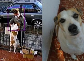 Homem é flagrado roubando roupa de cachorrinha. Veja o vídeo!
