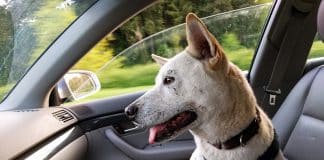 5 cuidados para ter com os pets durante viagens de carro