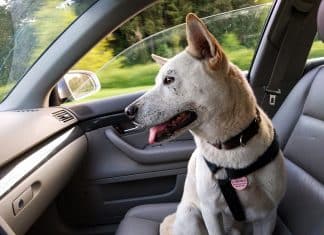 5 cuidados para ter com os pets durante viagens de carro