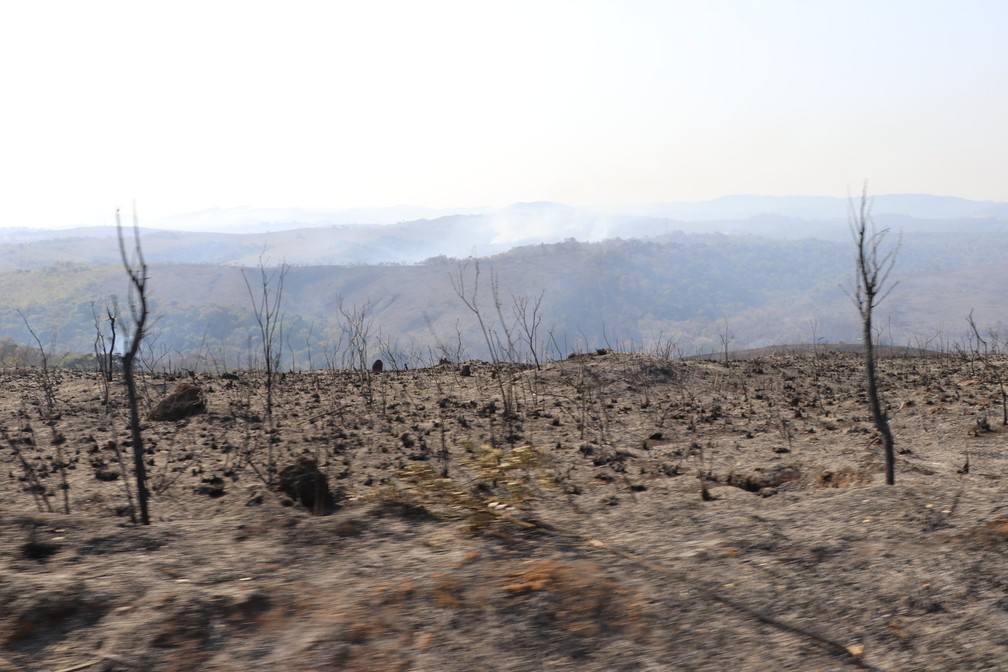 contioutra.com - Guarda chora com morte dos animais em incêndio no Parque Juquery: “A gente escuta o grito”