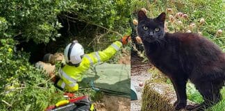 Gatinho guiou equipe de resgate para salvar a vida de sua dona idosa