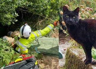Gatinho guiou equipe de resgate para salvar a vida de sua dona idosa
