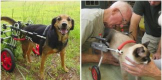 Veterinário aposentado de 92 anos dedica sua vida a fazer cadeiras de rodas para animais com deficiência