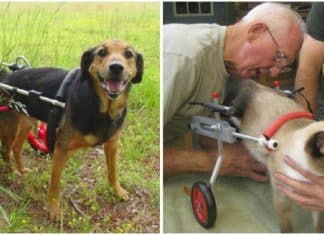 Veterinário aposentado de 92 anos dedica sua vida a fazer cadeiras de rodas para animais com deficiência