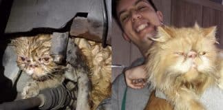 Gato que estava sumido há dois dias é encontrado em motor de carro em Praia Grande