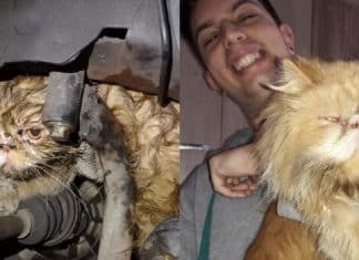 Gato que estava sumido há dois dias é encontrado em motor de carro em Praia Grande