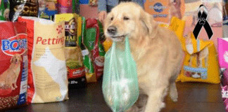 Falece Buddy, o cãozinho que carregava sacola de dinheiro na boca para pagar as rações