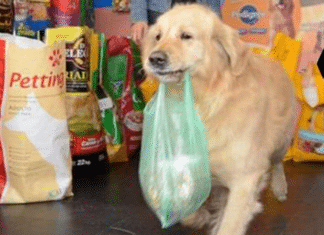 Falece Buddy, o cãozinho que carregava sacola de dinheiro na boca para pagar as rações