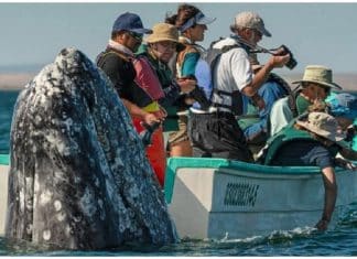 Baleia aparece atrás de um barco turístico e surpreende a todos