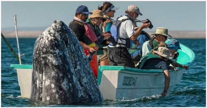 Baleia aparece atrás de um barco turístico e surpreende a todos