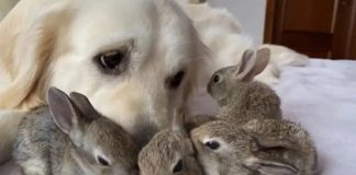 Cachorra golden retriever se torna mãe adotiva de adoráveis coelhinhos filhotes