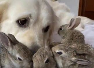 Cachorra golden retriever se torna mãe adotiva de adoráveis coelhinhos filhotes