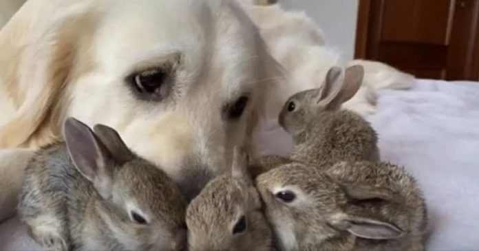 Cachorra golden retriever se torna mãe adotiva de adoráveis coelhinhos filhotes
