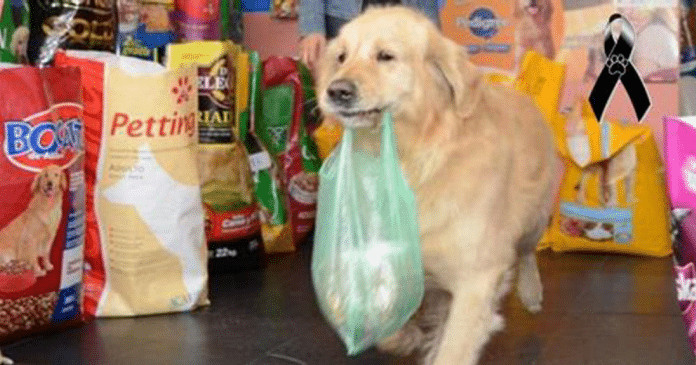 Falece Buddy, o cãozinho que carregava sacola de dinheiro na boca para pagar as rações