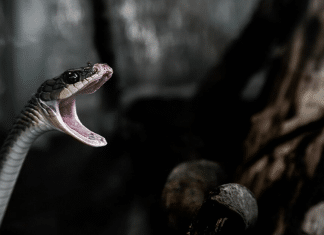 Chef de cozinha é picado por cabeça de cobra venenosa 20min depois de arrancá-la do corpo