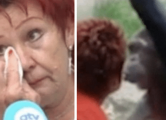 Mulher é expulsa de Zoo após quatro anos de caso com chimpanzé: “Eu amo ele e ele me ama”