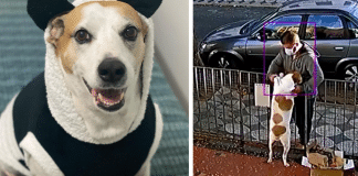 Cadelinha que teve sua roupinha roubada se torna influencer no Instagram