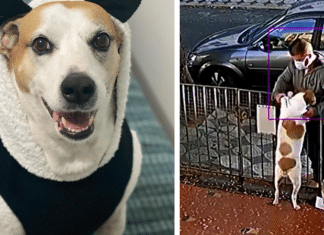 Cadelinha que teve sua roupinha roubada se torna influencer no Instagram