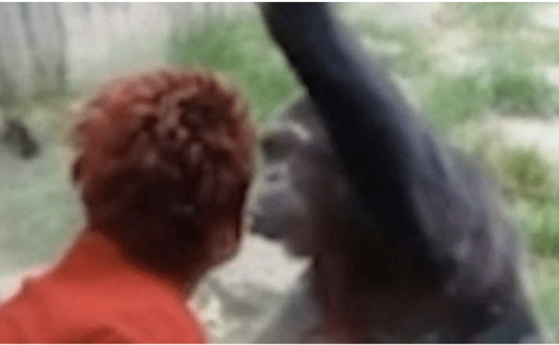 contioutra.com - Mulher &eacute; expulsa de Zoo ap&oacute;s quatro anos de caso com chimpanz&eacute;: &ldquo;Eu amo ele e ele me ama&rdquo;