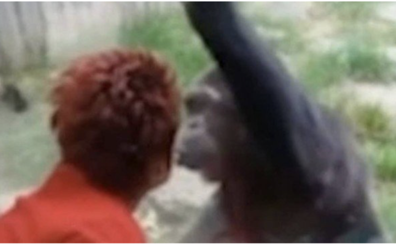 contioutra.com - Mulher é expulsa de Zoo após quatro anos de caso com chimpanzé: “Eu amo ele e ele me ama”