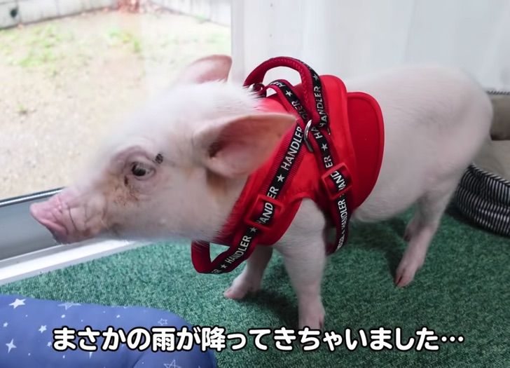 contioutra.com - Youtuber criou porquinho com a intenção de comê-lo após 100 dias. O chamaram de psicopata