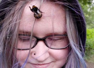 Adolescente resgata abelha e agora o inseto se recusa a viver sem ela