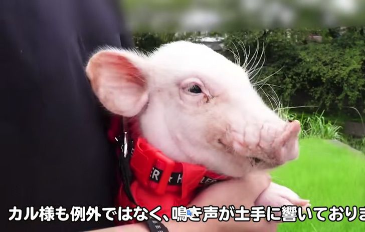 contioutra.com - Youtuber criou porquinho com a intenção de comê-lo após 100 dias. O chamaram de psicopata