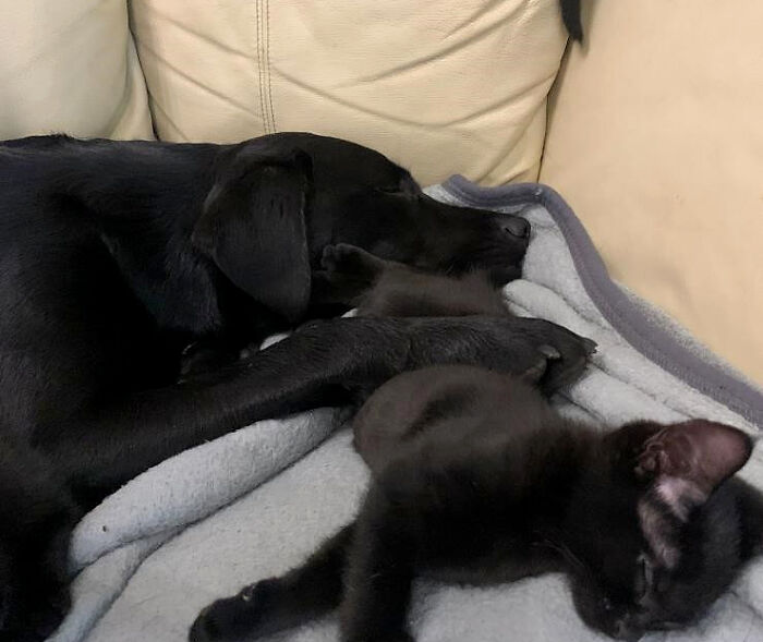contioutra.com - Labrador resgatado adotou 7 gatinhos órfãos que aguardavam um lar permanente