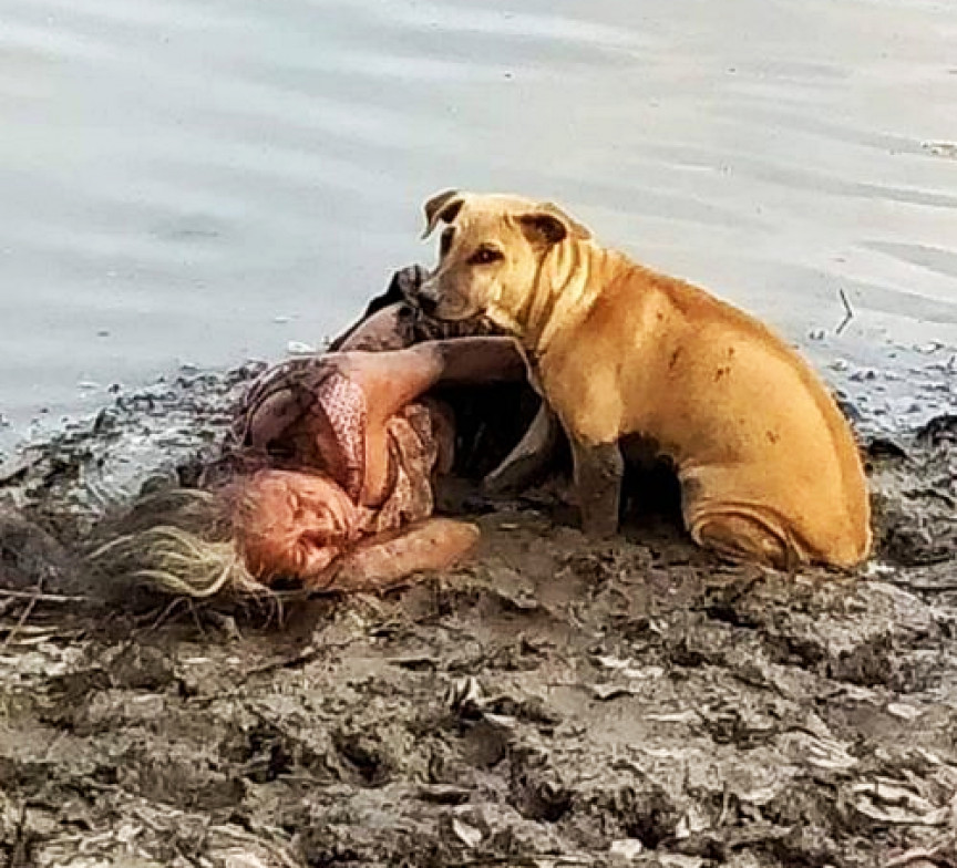contioutra.com - Mulher cega desmaia às margens de um rio e é salva por dois cães de rua