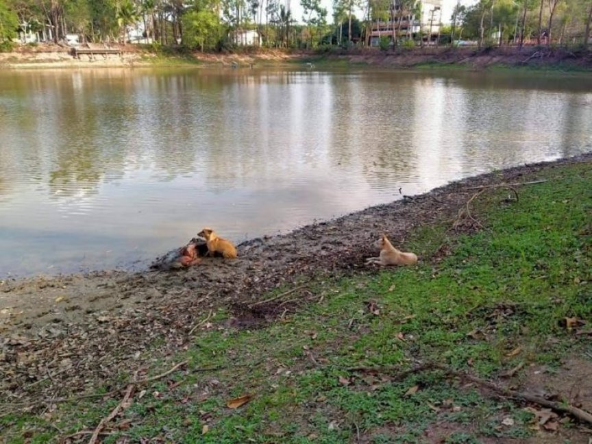 contioutra.com - Mulher cega desmaia às margens de um rio e é salva por dois cães de rua