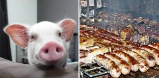 Youtuber criou porquinho com a intenção de comê-lo após 100 dias. O chamaram de psicopata