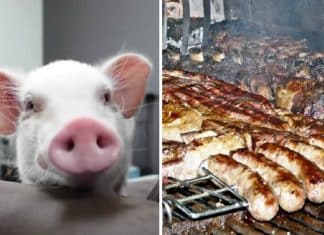 Youtuber criou porquinho com a intenção de comê-lo após 100 dias. O chamaram de psicopata