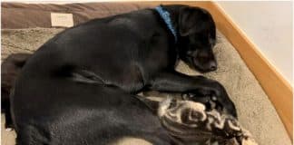 Labrador resgatado adotou 7 gatinhos órfãos que aguardavam um lar permanente