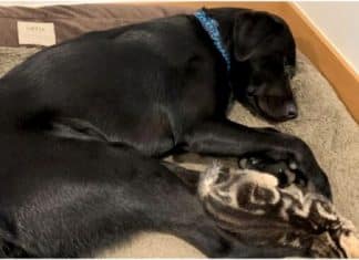 Labrador resgatado adotou 7 gatinhos órfãos que aguardavam um lar permanente