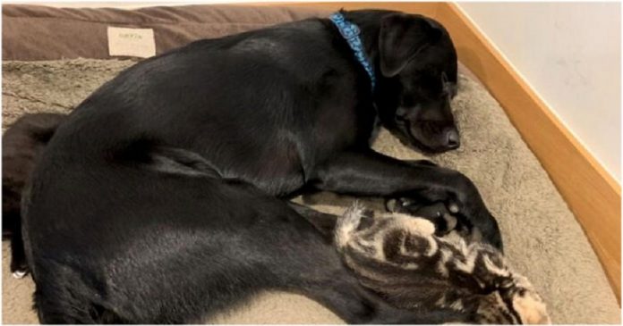 Labrador resgatado adotou 7 gatinhos órfãos que aguardavam um lar permanente
