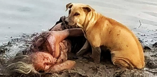 Mulher cega desmaia às margens de um rio e é salva por dois cães de rua