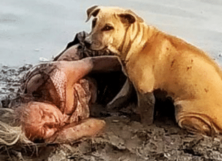 Mulher cega desmaia às margens de um rio e é salva por dois cães de rua