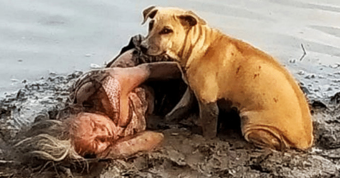 Mulher cega desmaia às margens de um rio e é salva por dois cães de rua