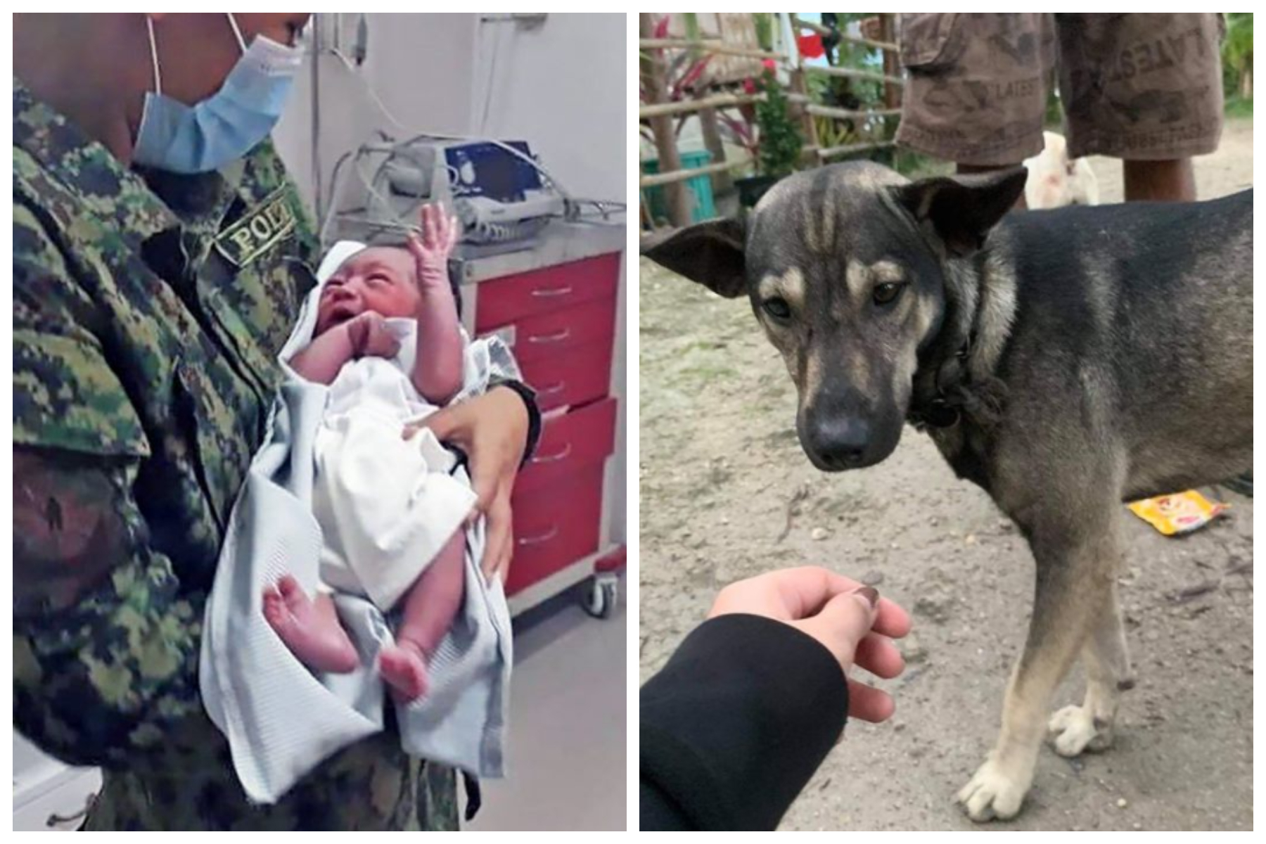 contioutra.com - Bebê abandonado em um aterro sanitário é resgatado por um cachorro