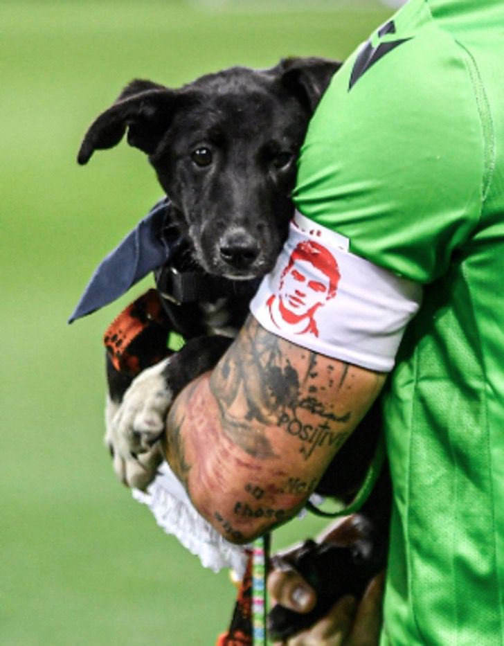 contioutra.com - Times de futebol romenos entram em campo com cachorros para incentivar adoção