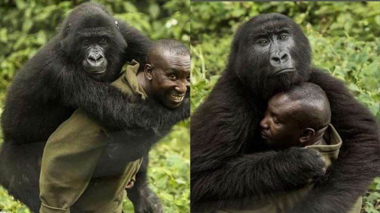 contioutra.com - Gorila famosa por selfie falece nos braços do cuidador que a resgatou há 14 anos