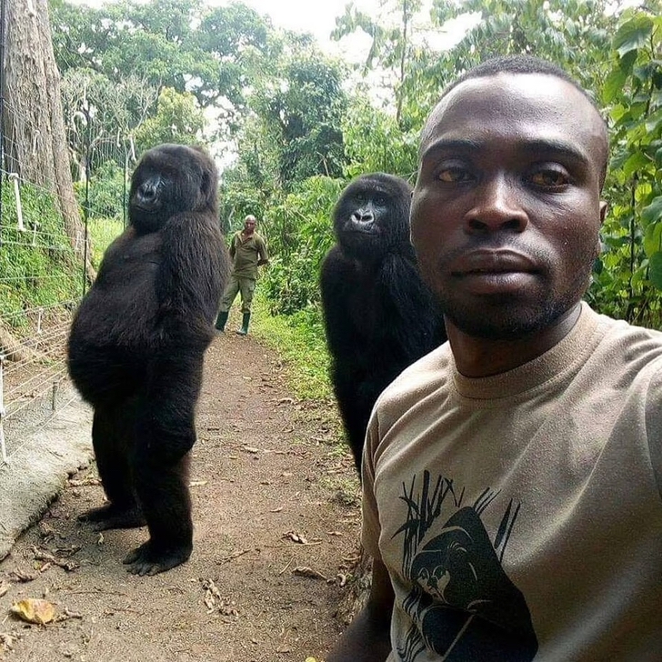 contioutra.com - Gorila famosa por selfie falece nos braços do cuidador que a resgatou há 14 anos