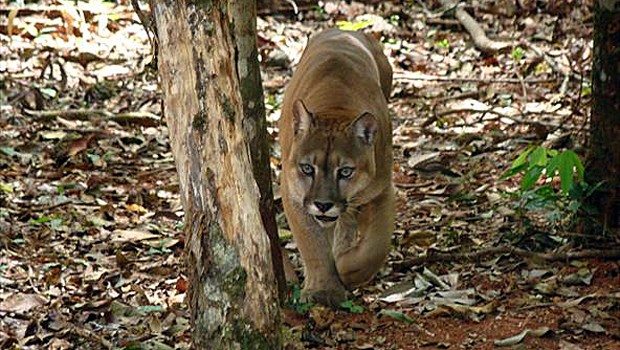 contioutra.com - Onça-parda volta a habitar o Brasil depois de ser considerada extinta há 85 anos